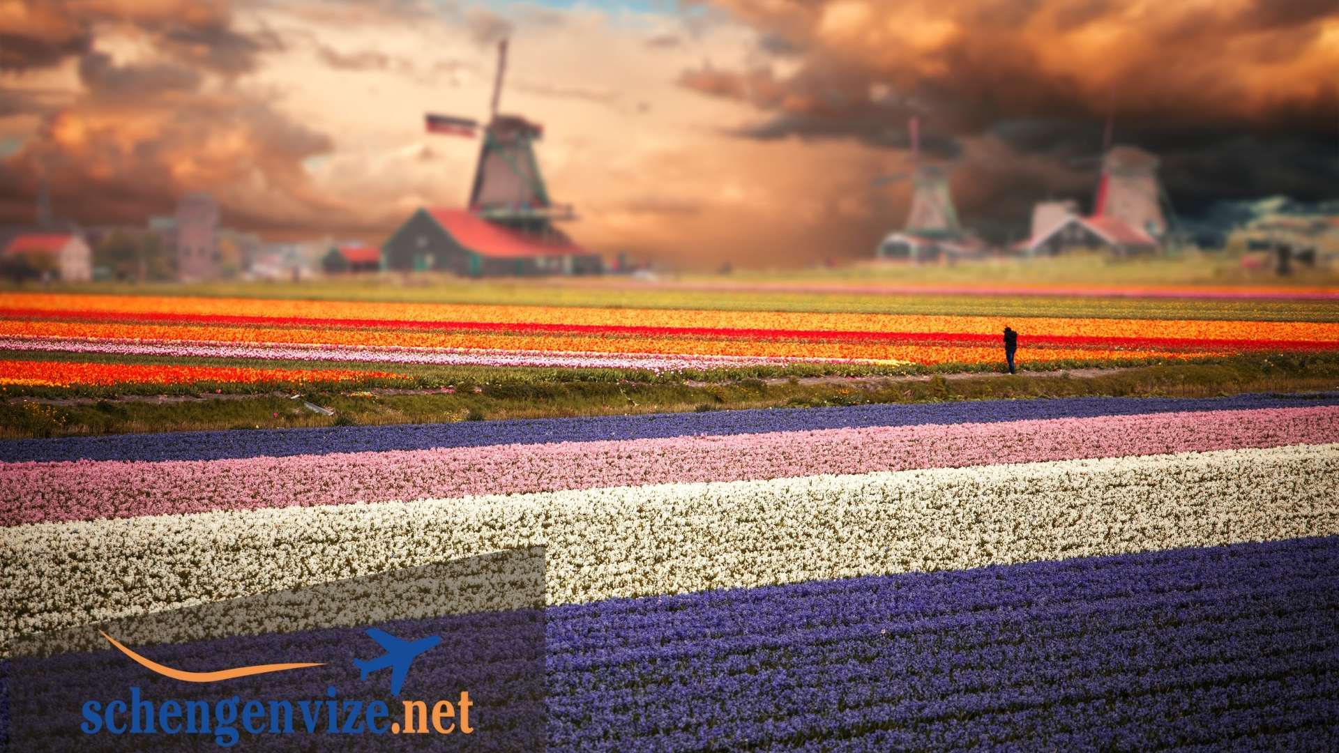 Hollanda Turistik Vize Dilekçesi